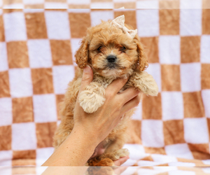 Cavapoo (Miniature) Puppy for Sale in LIBERTY, Kentucky USA