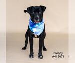 Small #2 Labrador Retriever Mix