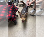 Small Australian Kelpie-Miniature Pinscher Mix
