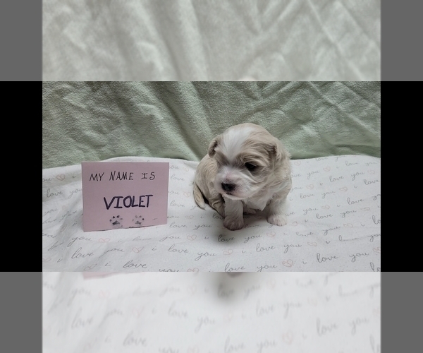 Medium Photo #2 Maltipoo (Miniature) Puppy For Sale in BROOKFIELD, MO, USA