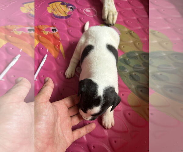 Medium Photo #2 - Mix Puppy For Sale in The Woodlands, TX, USA