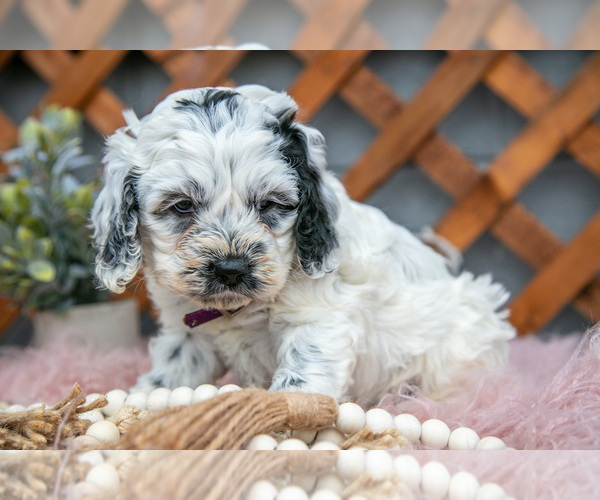 Medium Photo #15 Cock-A-Poo Puppy For Sale in MILLERSBURG, OH, USA