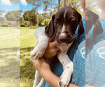 Small Photo #6 German Shorthaired Pointer Puppy For Sale in SARASOTA, FL, USA