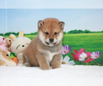 Small Photo #8 Shiba Inu Puppy For Sale in DALLAS, TX, USA