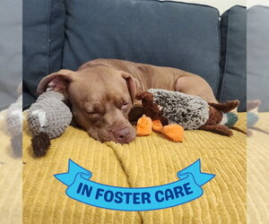 American Pit Bull Terrier Dogs for adoption in Tallahassee, FL, USA