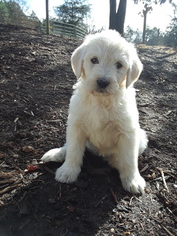 Labradoodle Puppy for sale in HONEA PATH, SC, USA