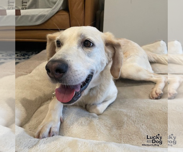 Medium Photo #8 Labrador Retriever-Unknown Mix Puppy For Sale in Washington, DC, USA