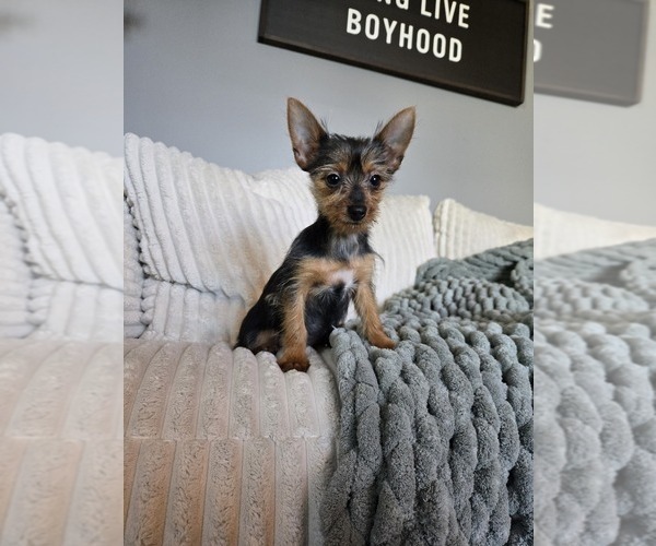 Medium Photo #5 Yorkshire Terrier Puppy For Sale in INDIANAPOLIS, IN, USA