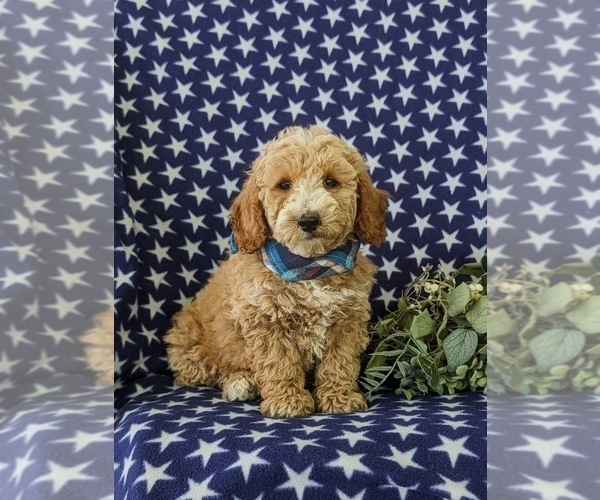 Medium Photo #3 Poodle (Miniature) Puppy For Sale in KINZERS, PA, USA