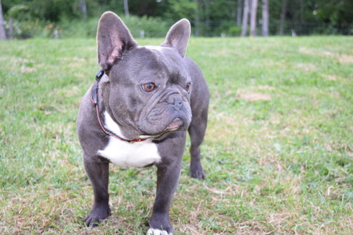Medium Photo #1 French Bulldog Puppy For Sale in CLACKAMAS, OR, USA