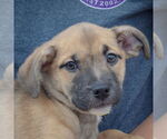 Small #1 American Staffordshire Terrier-Pomeranian Mix