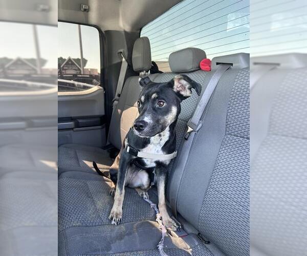 Medium Photo #1 American Staffordshire Terrier-Boxer Mix Puppy For Sale in San Antonio, TX, USA