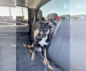 American Staffordshire Terrier-Boxer Mix Dogs for adoption in San Antonio, TX, USA