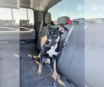 Small American Staffordshire Terrier-Boxer Mix