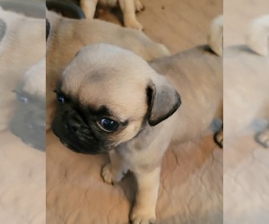 Pug-Puginese Mix Puppy for sale in BRIDGETOWN, OH, USA