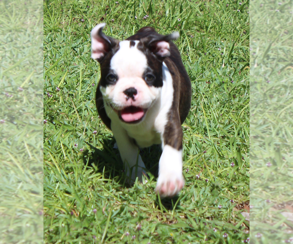 Medium Photo #11 Boston Terrier Puppy For Sale in BROOKSVILLE, FL, USA