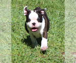 Small #10 Boston Terrier