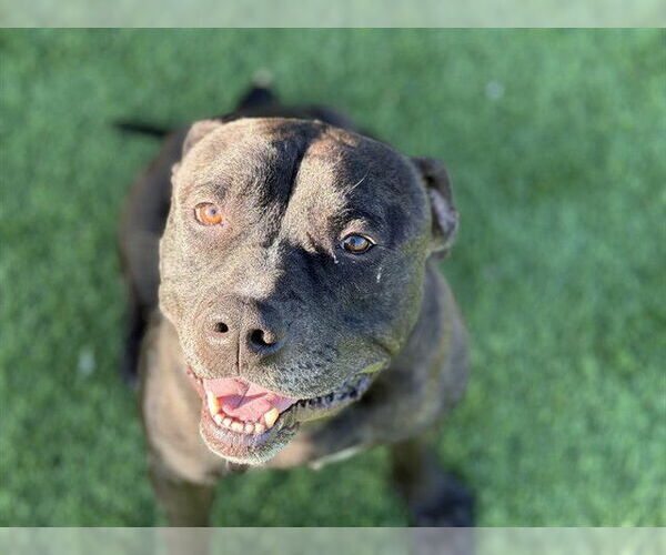 Medium Photo #2 American Staffordshire Terrier-Unknown Mix Puppy For Sale in Grand Prairie, TX, USA