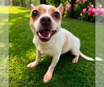 Small #2 Chihuahua Mix