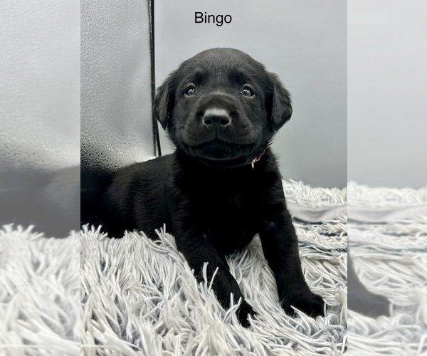 Medium Photo #11 Labrador Retriever Puppy For Sale in FREDERICKSBG, OH, USA