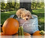 Small Photo #10 Poochon Puppy For Sale in NIANGUA, MO, USA