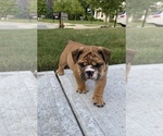 Small Photo #1 English Bulldog Puppy For Sale in WESTFIELD, IN, USA