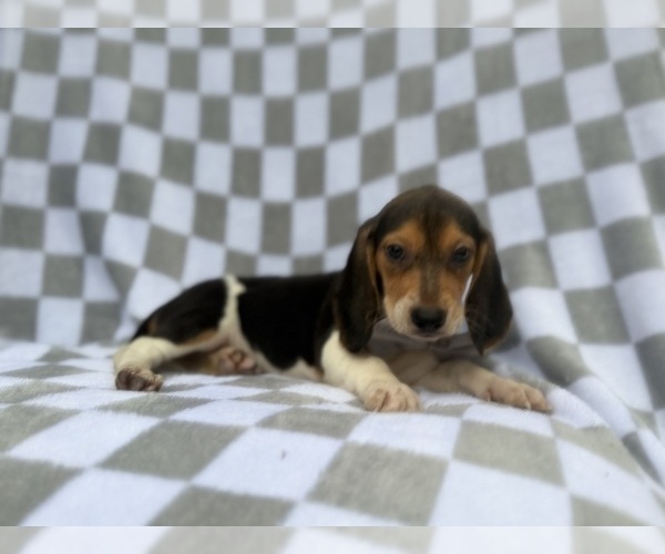 Medium Photo #2 Beagle Puppy For Sale in LAKELAND, FL, USA