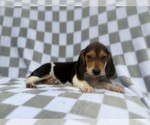 Small #1 Beagle