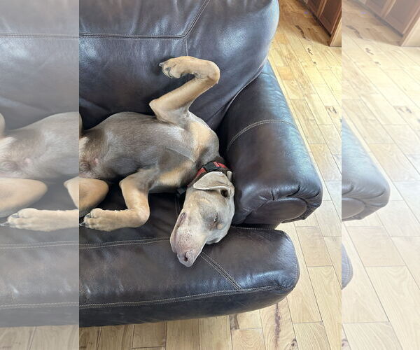 Medium Photo #4 Doberman Pinscher Puppy For Sale in Buffalo, MN, USA