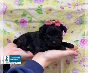 Schnoodle (Miniature) Puppy for sale in WINNSBORO, LA, USA