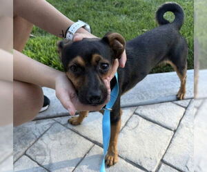 Miniature Pinscher-Unknown Mix Dogs for adoption in Tracy, CA, USA