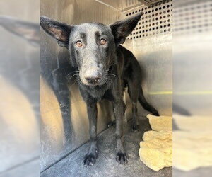 German Shepherd Dog Dogs for adoption in Woodland, CA, USA