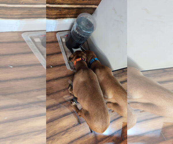 Medium Photo #4 Black Mouth Cur-Unknown Mix Puppy For Sale in New London, WI, USA