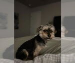 Small #3 Mutt