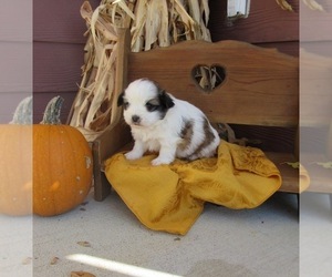 Shiranian Puppy for sale in LE MARS, IA, USA