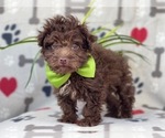 Small Photo #11 Poodle (Miniature)-Schnoodle (Miniature) Mix Puppy For Sale in LAKELAND, FL, USA