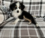 Puppy Puppy 2 Australian Shepherd