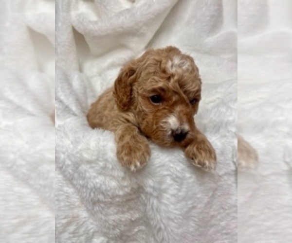 Medium Photo #2 Goldendoodle Puppy For Sale in EDMONDS, WA, USA