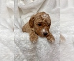 Small Photo #2 Goldendoodle Puppy For Sale in EDMONDS, WA, USA