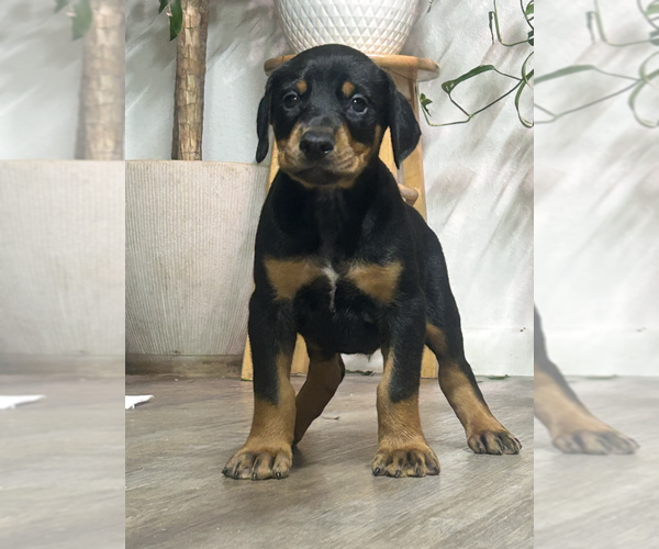 Medium Photo #1 Doberman Pinscher Puppy For Sale in TAHLEQUAH, OK, USA