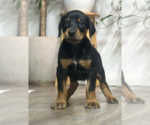 Puppy Black and Rust Doberman Pinscher