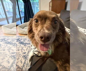 Mutt Dogs for adoption in Bellevue, WA, USA