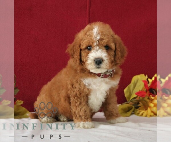 Medium Photo #3 Goldendoodle (Miniature) Puppy For Sale in GORDONVILLE, PA, USA