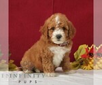 Small #2 Goldendoodle (Miniature)