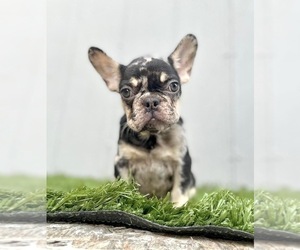 French Bulldog Puppy for sale in ATHERTON, CA, USA