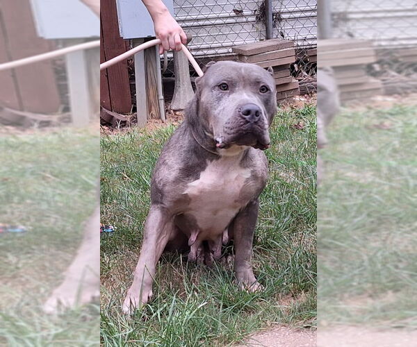 Medium Photo #3 American Bulldog-Unknown Mix Puppy For Sale in Wetumpka, AL, USA