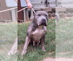 Small #2 American Bulldog Mix