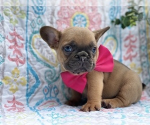 French Bulldog Puppy for sale in LANCASTER, PA, USA