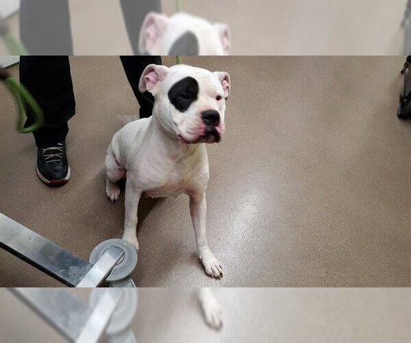 Medium Photo #1 American Pit Bull Terrier Puppy For Sale in Aurora, IL, USA