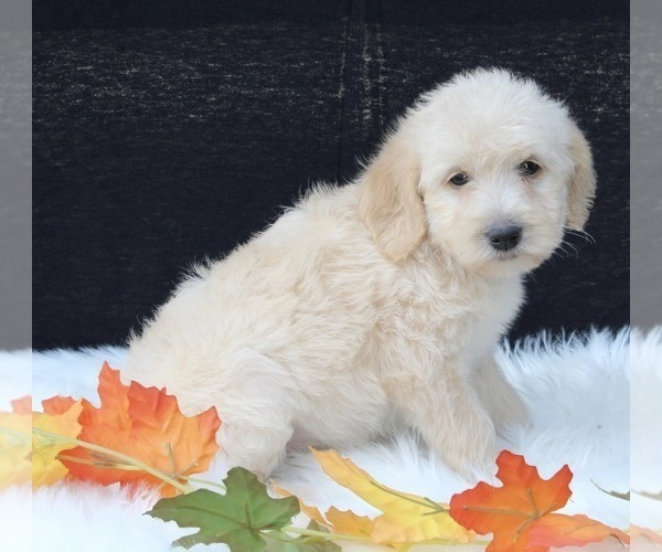 Medium Photo #5 Labradoodle Puppy For Sale in FREDERICKSBURG, OH, USA